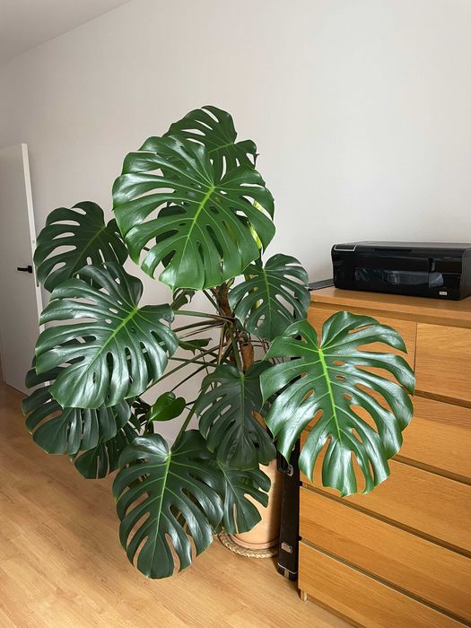 Monstera deliciosa
