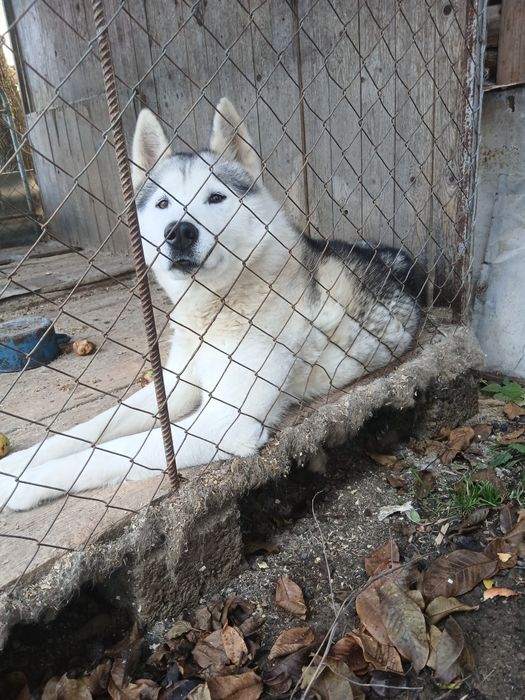 Хаскі  собака віддам в хороші руки