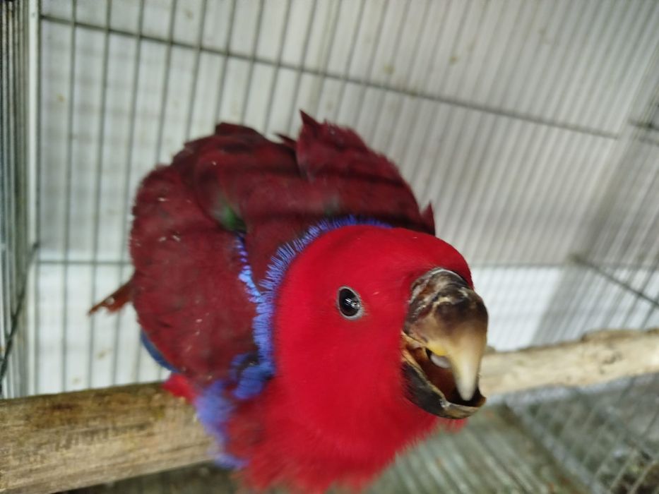 Papagaio ecletus roratus