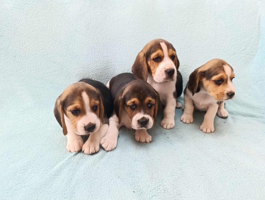 Beagle szczeniaki- pieski