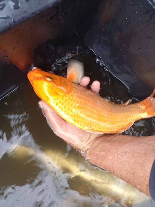 Koi karp kroczek