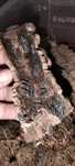 Isopods ( Bicho da Conta )