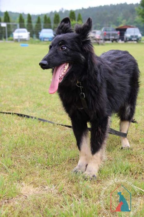 Młody piesek Noli szuka domu.Adoptuj!