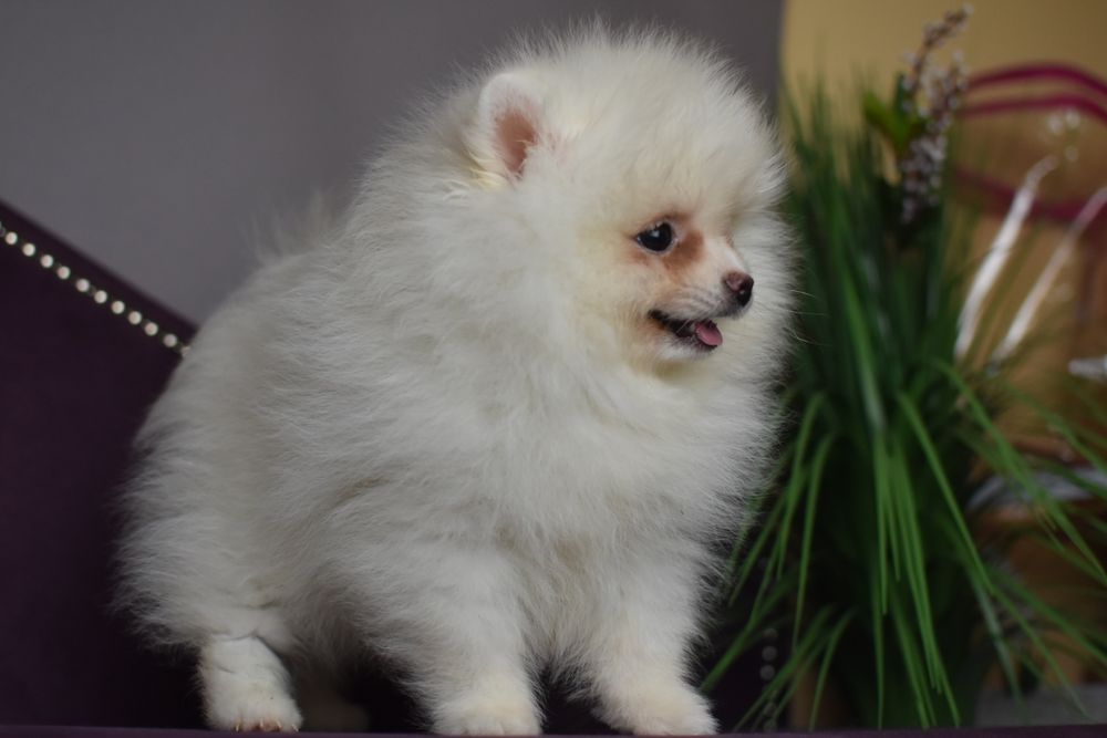 Дві Сестрички померанчики