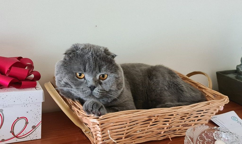 Scottish Fold  para acasalar