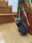 Scottish  fold macho