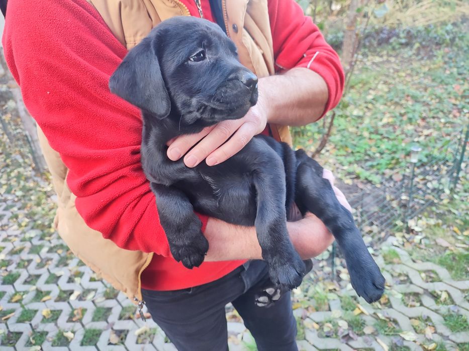 Цуценята Лабрадор