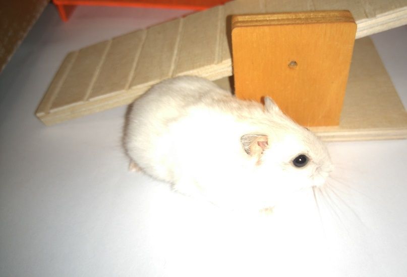 Młode Chomiki Dżungarskie chomik Białystok