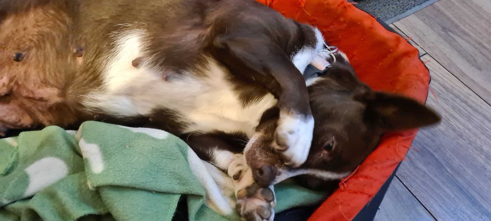 Elunia cudowna sunia do adopcji.