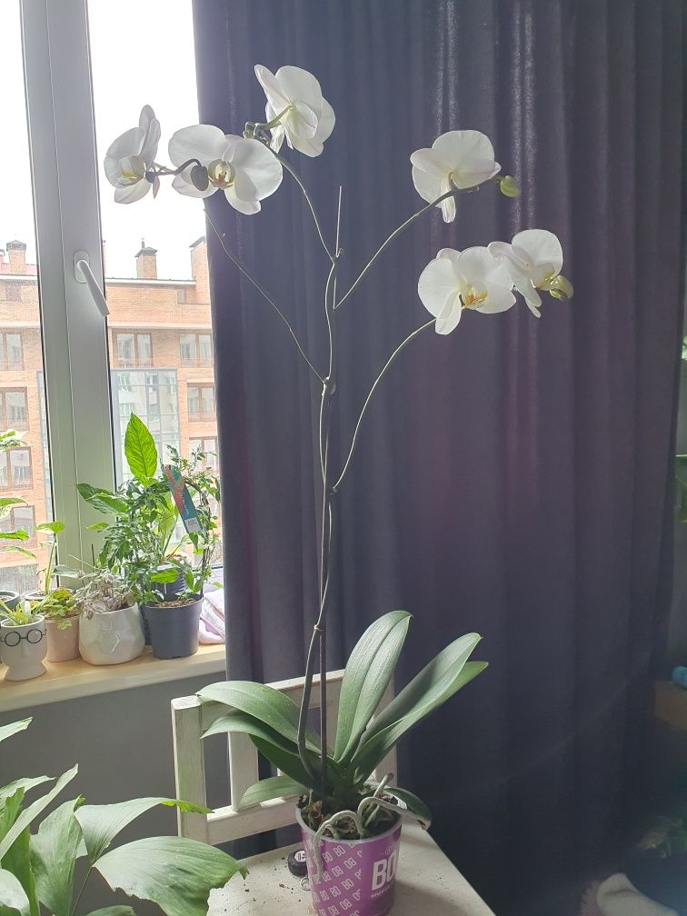 Фаленопсис орхідея королівська велика
