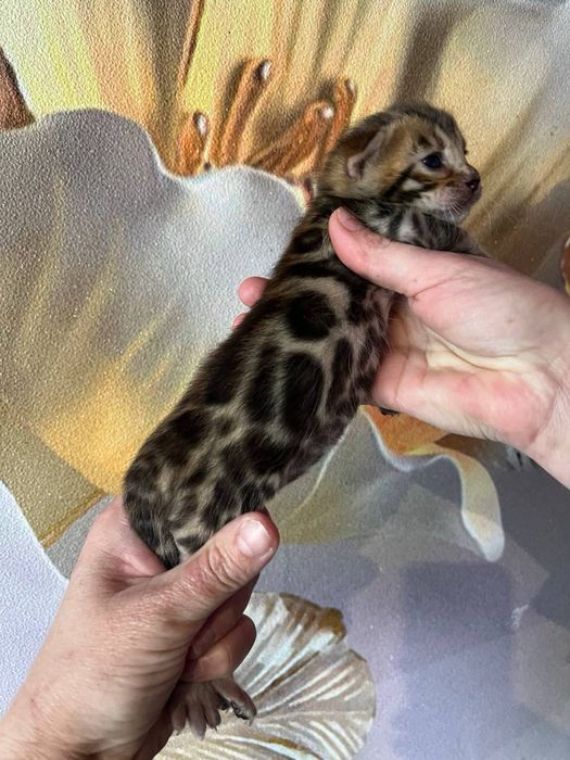 Бенгальские котята с документами