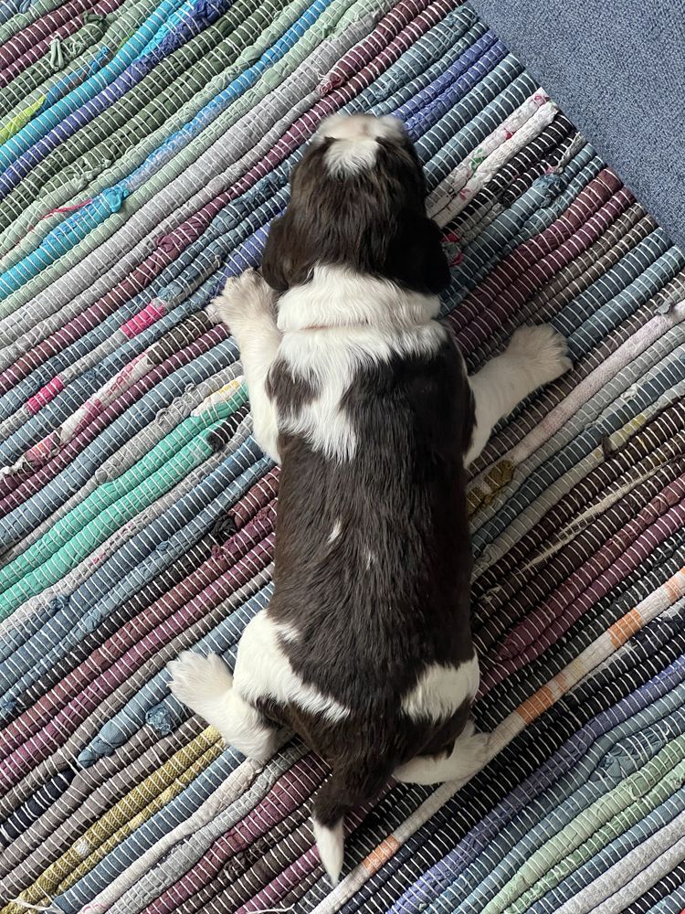 Springer spaniel angielski - piesek ZKwP