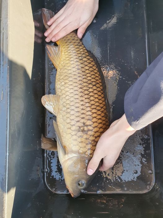 Karp Lin amur Karaś Tołpyga jesiotr koi sandacz