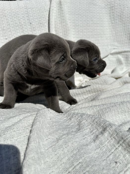 Cane Corso, хлопчик, ім’я Грей, вік 1 місяць