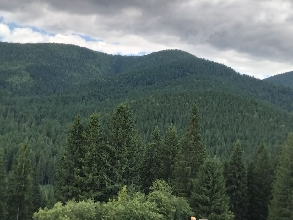 Відпочинок у Карпатах. Котедж "Під лісом".