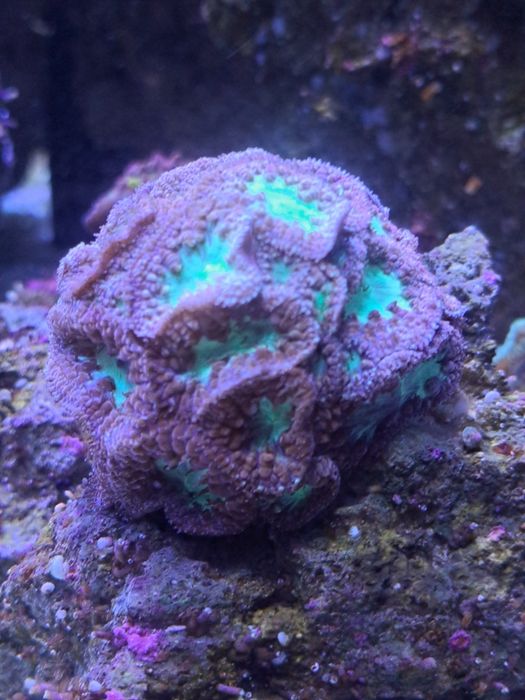 Blastomusa koralowiec morskie