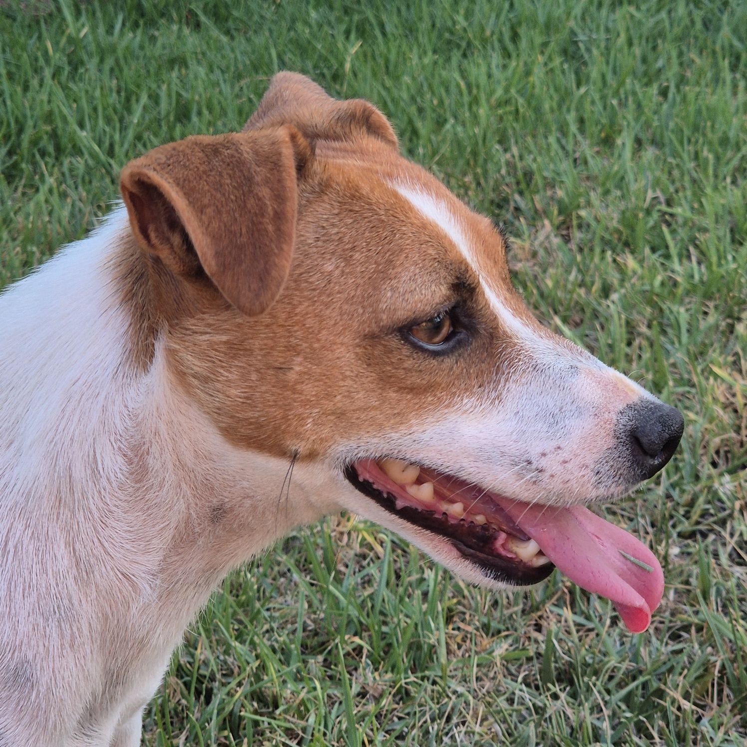 Jack Russell Terrier com Pedigree e Afixo