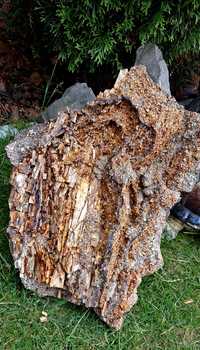 Arkoza Kwaczalska skamieniałe drewno zachwycający ogromny okaz