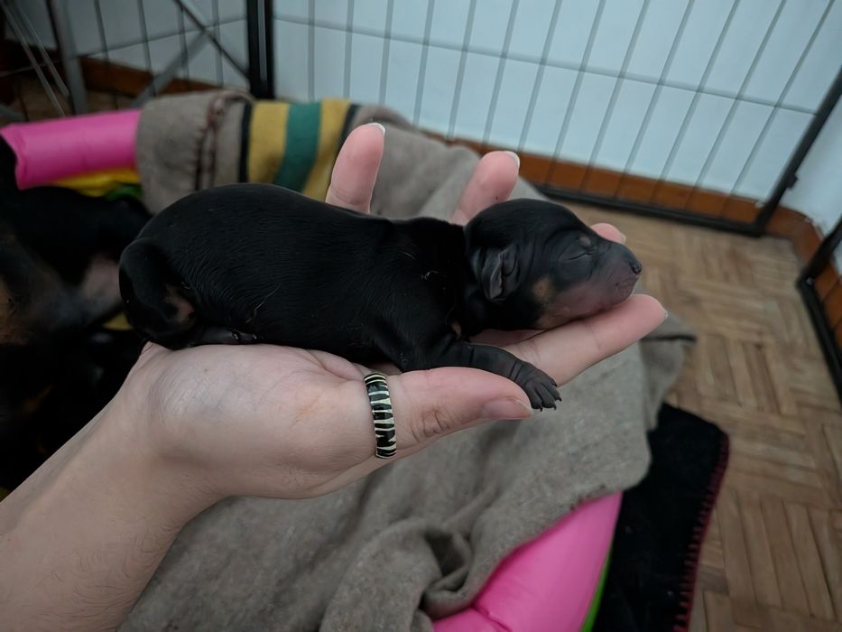 Teckel Standard com LOP [pedigree]