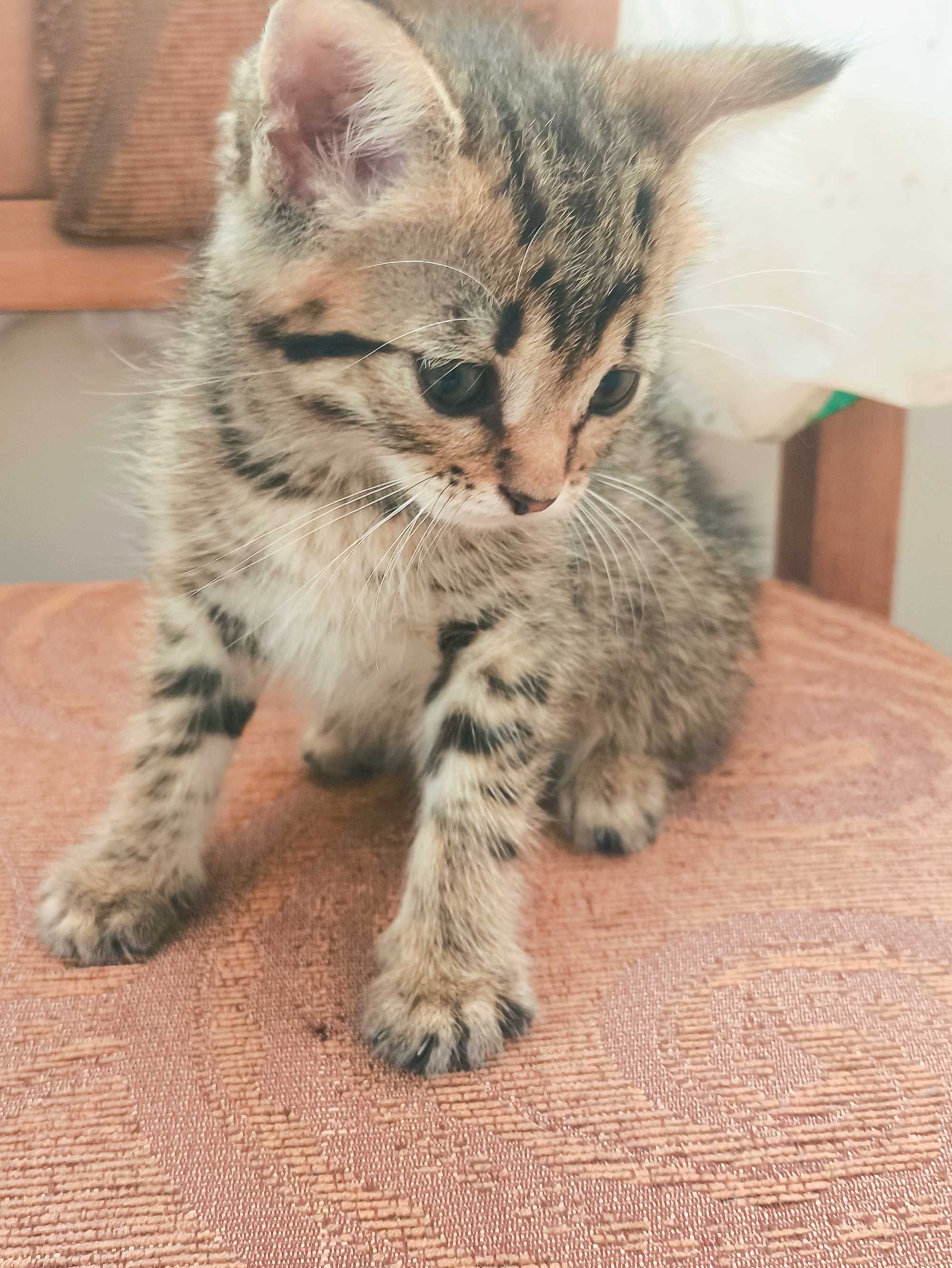 Дарую милих кошенят