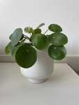 Pilea pieniążek z prywatnej kolekcji 30 cm