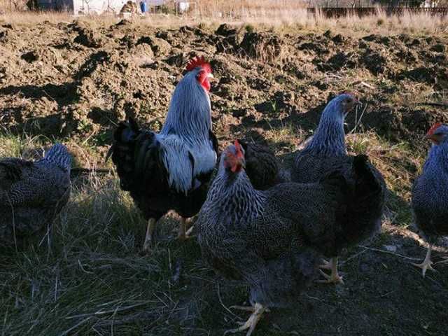 Інкубаційне яйце курей Плімутрок: смугастий, срібло, синій.