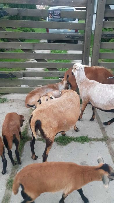 Продам ягнята камерунські