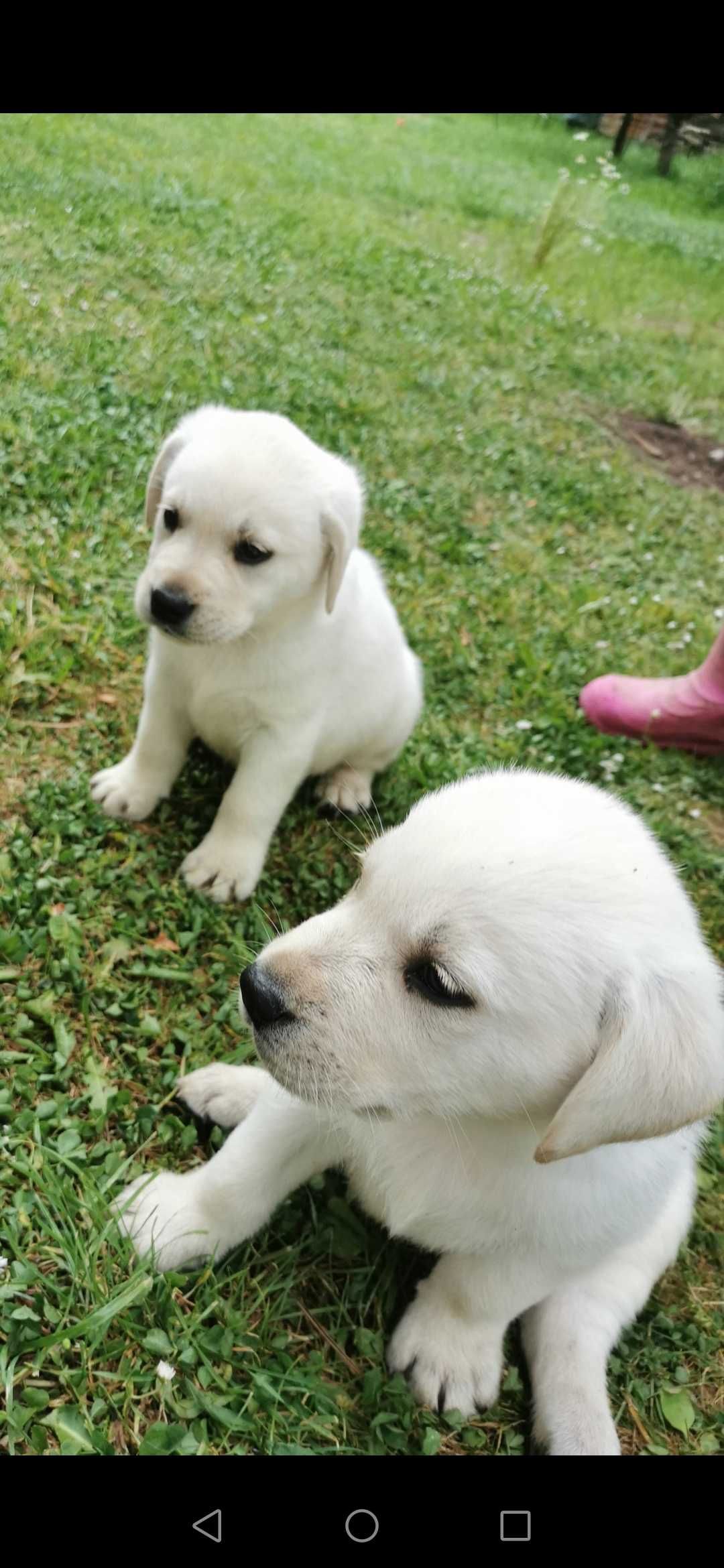 Labrador Retriver