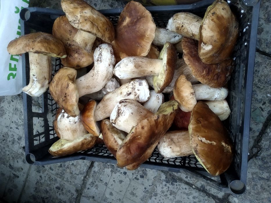 Продам грибы консервированые и сушеные.Лисички и белый гриб