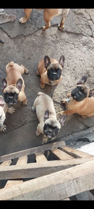 Продажа  французского бульдога
