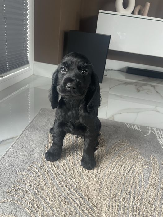 Cocker Spaniel Piesek Black Premium