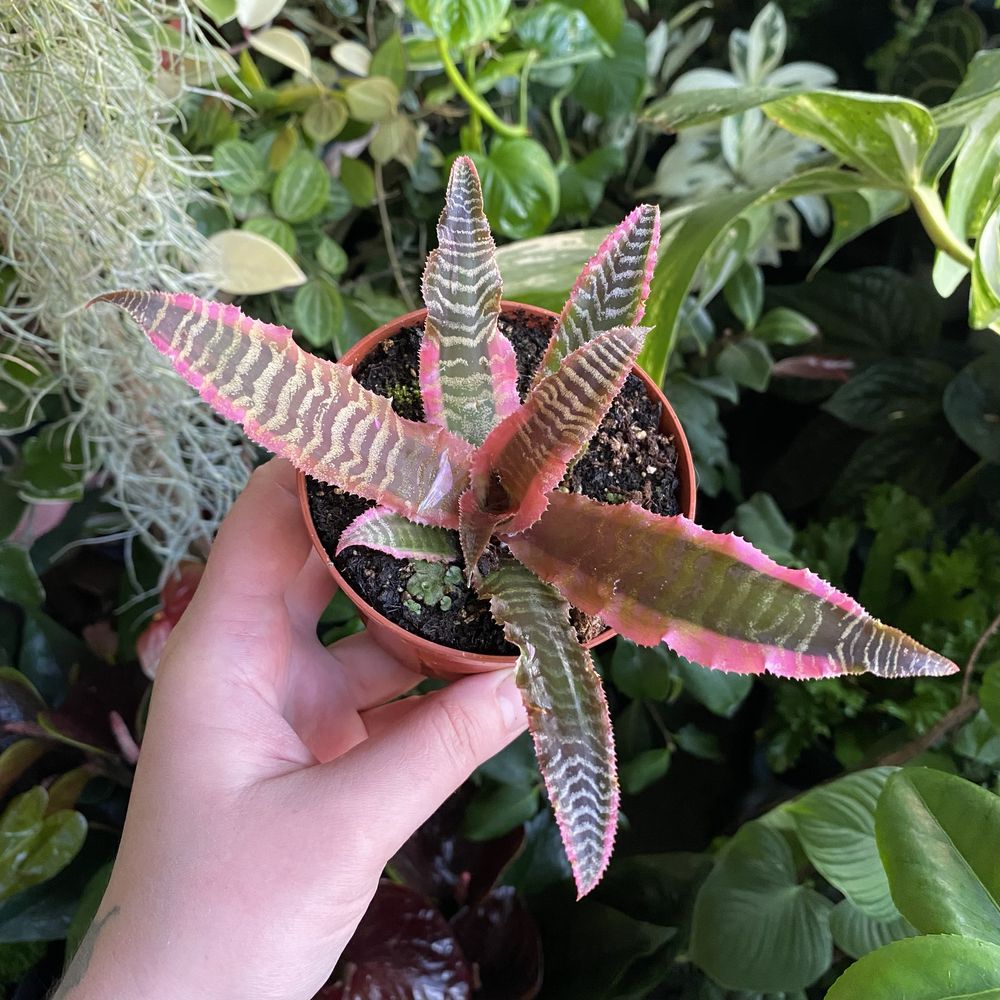 Криптантус Cryptanthus Elaine