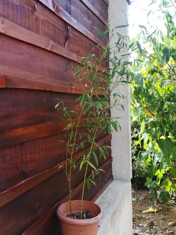 Bamboo com 2 pés.