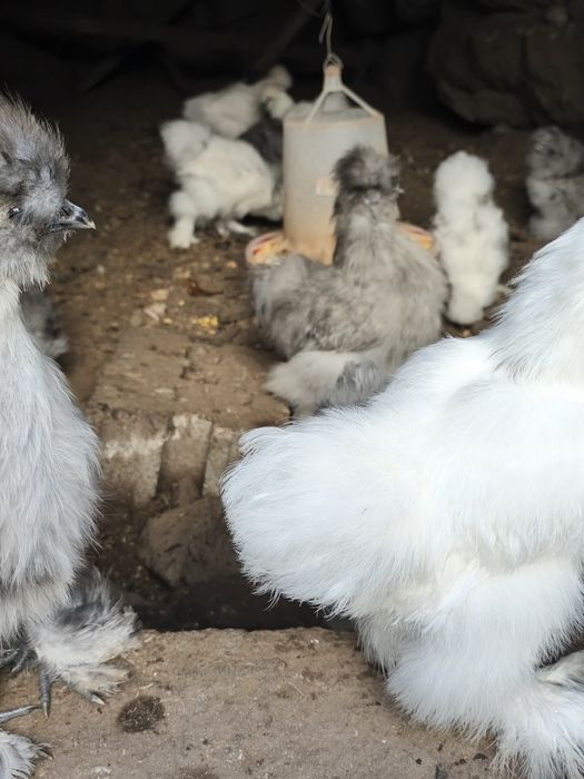 Sedosas do Japão 5 meses