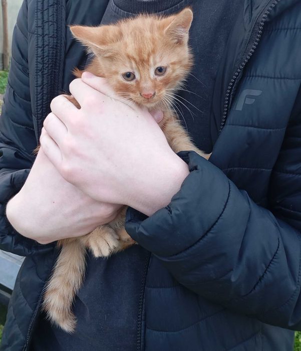 Milutkie kociaczki czekają na przytulenie :)