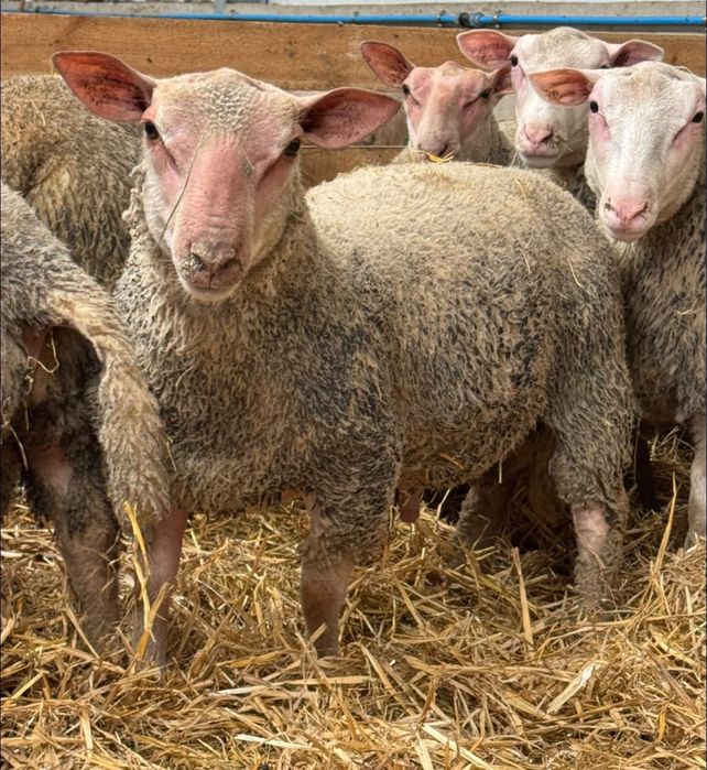 Jagnięta Charollais i Berrichon du cher, tryczki 2025