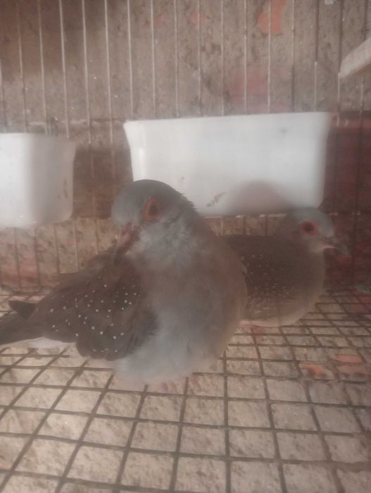 Vendo casal rolas diamante