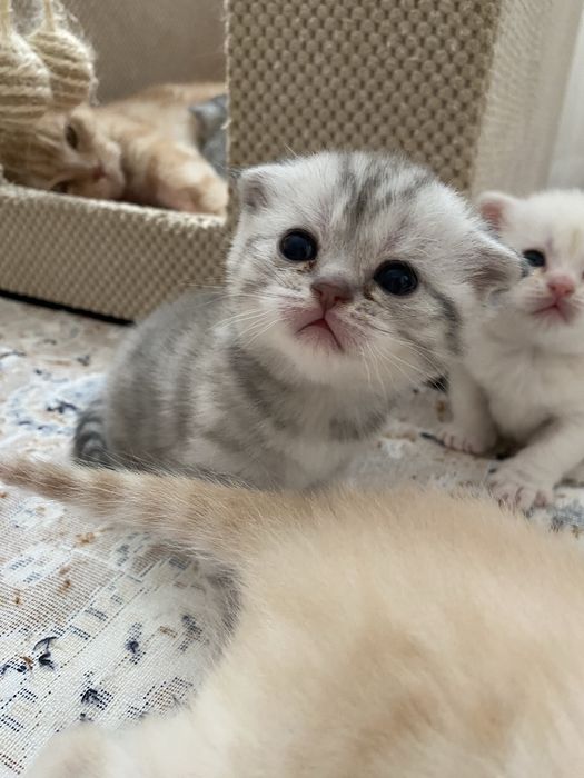 Шотланські кошенята