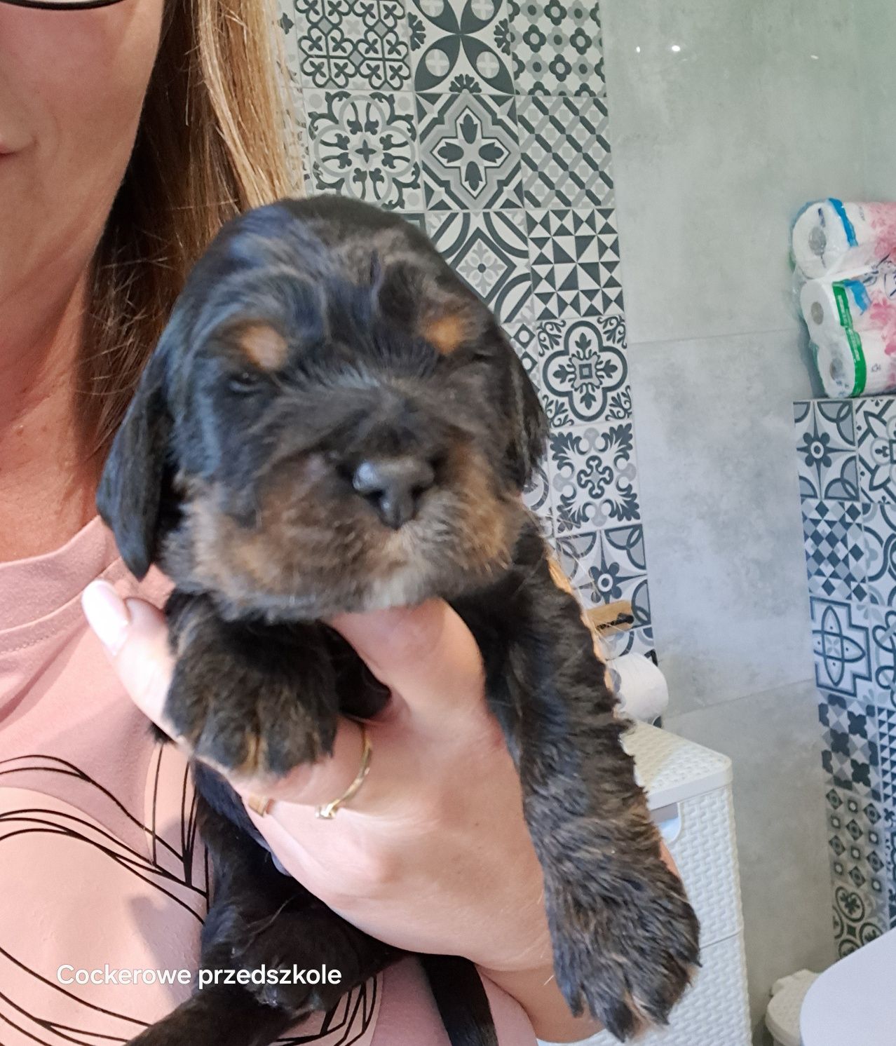 Cocker spaniel angielski