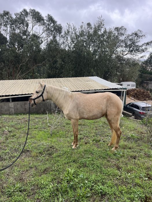 Egua palomina  1,57m