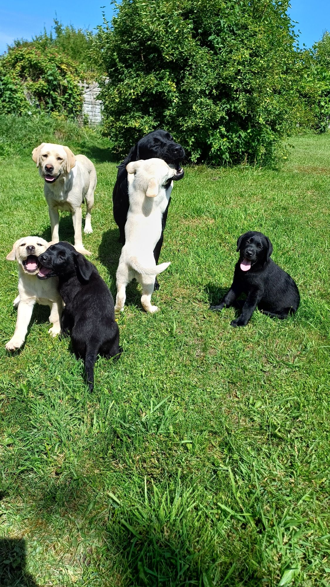 Labrador Retriever suczka