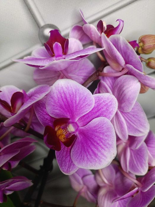 Яскрава мультифлора орхідея