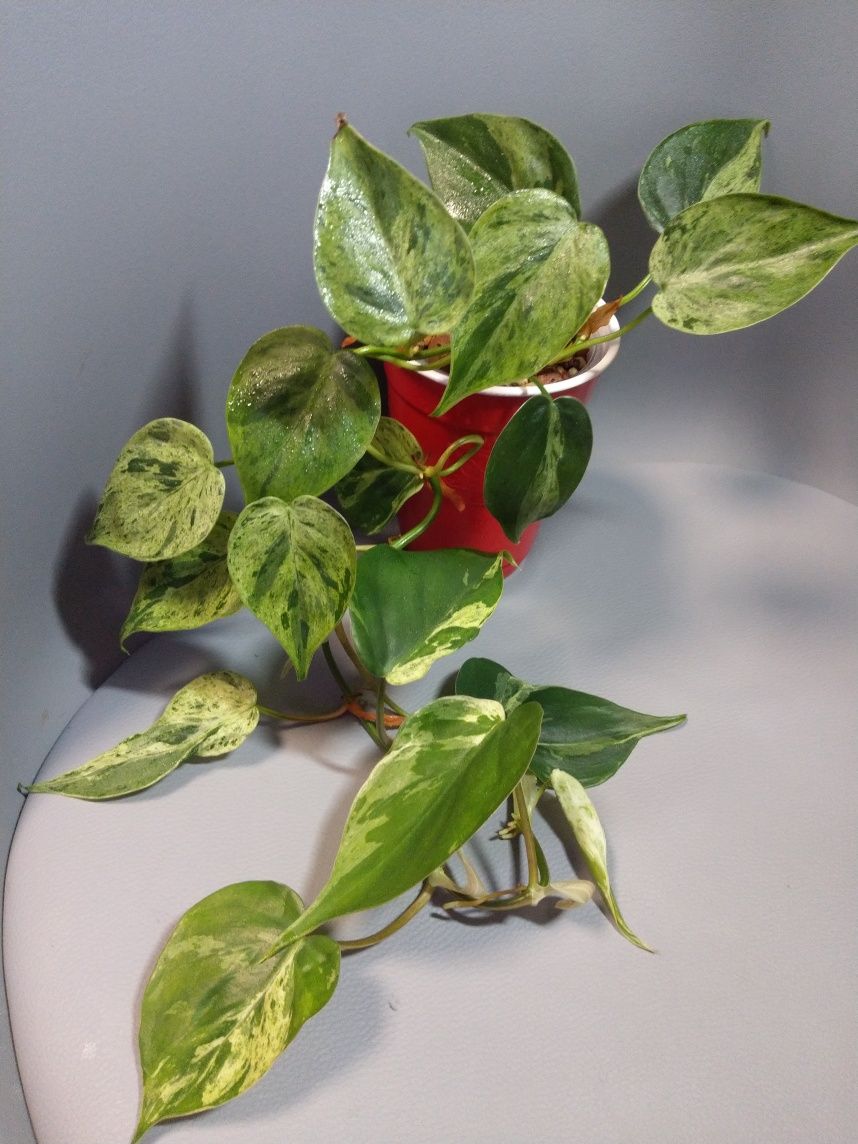 Philodendron Hederaceum Variegata