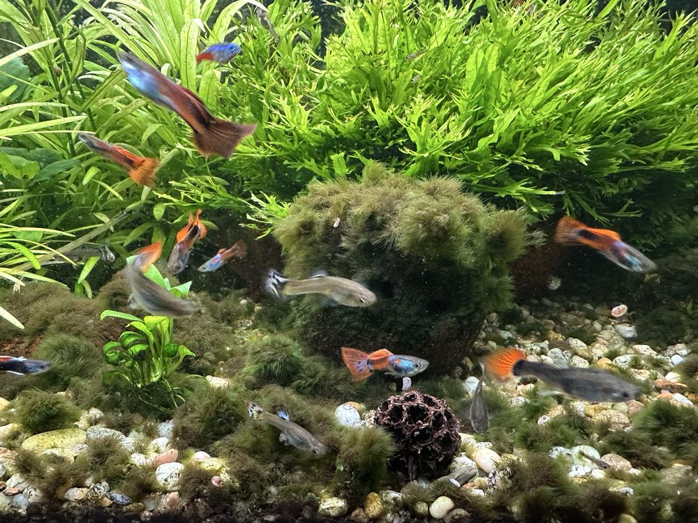 Guppys para venda