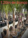 Coqueiro de Jardim - Palmeira nativa do Brasil
