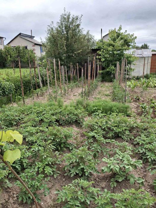 Дачный участок с/о" Сокол"