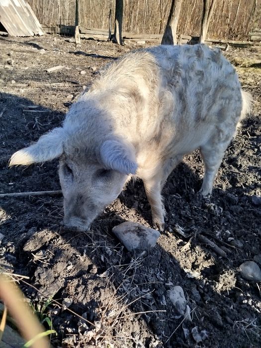 Пухова мангалиця