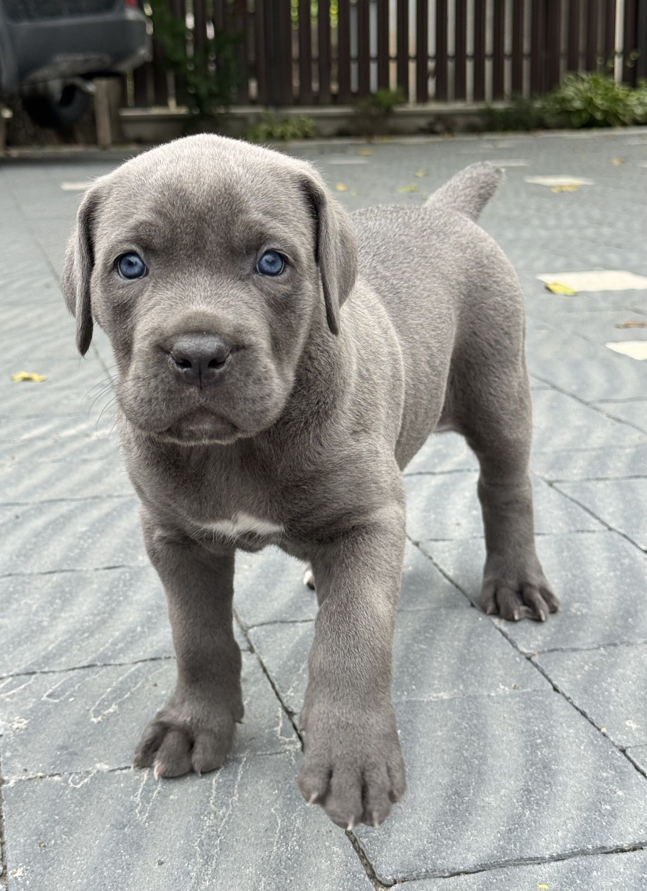 Цуценята Cane Corso