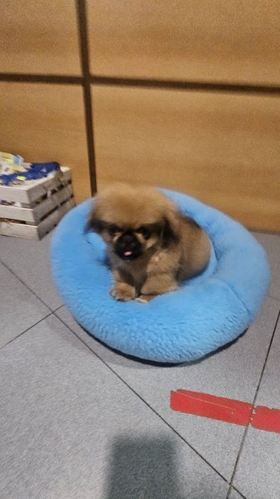 Pequines macho puro