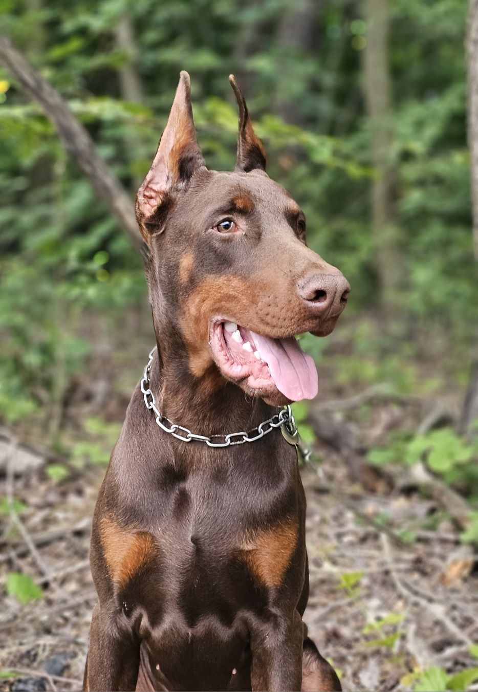 Super fajny szczeniak rasy Doberman.